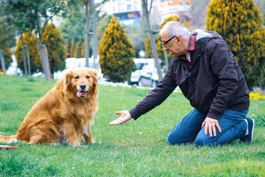 Pet therapy bringing comfort to a senior in a wheelchair with a friendly cat.