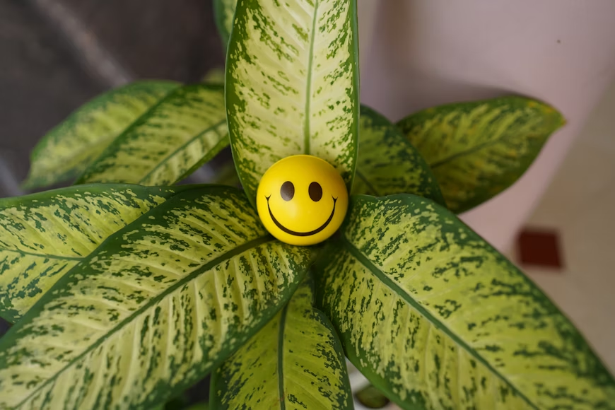 Smiley ball brings joy