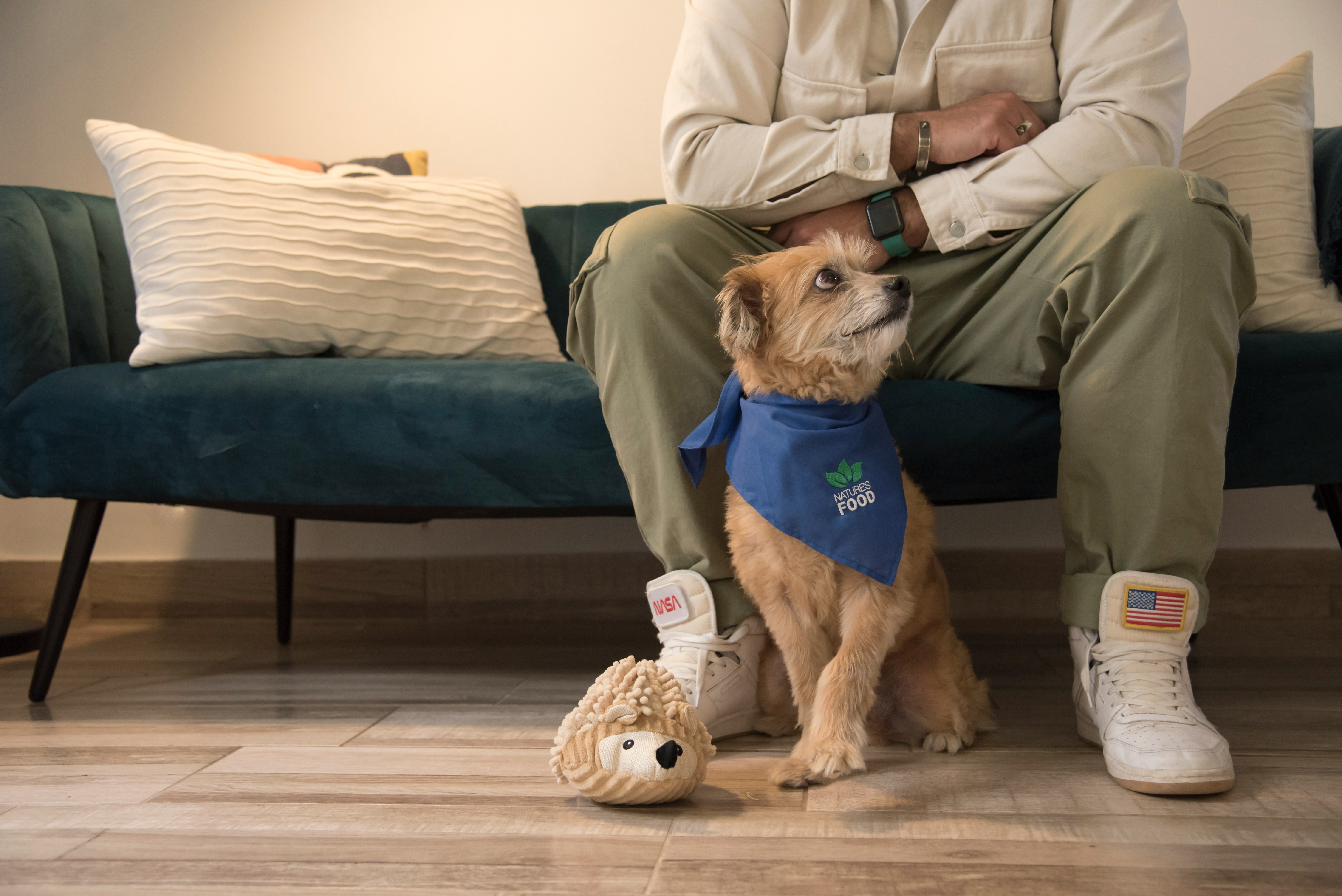 Seniors participating in a group pet therapy session with therapy dogs.