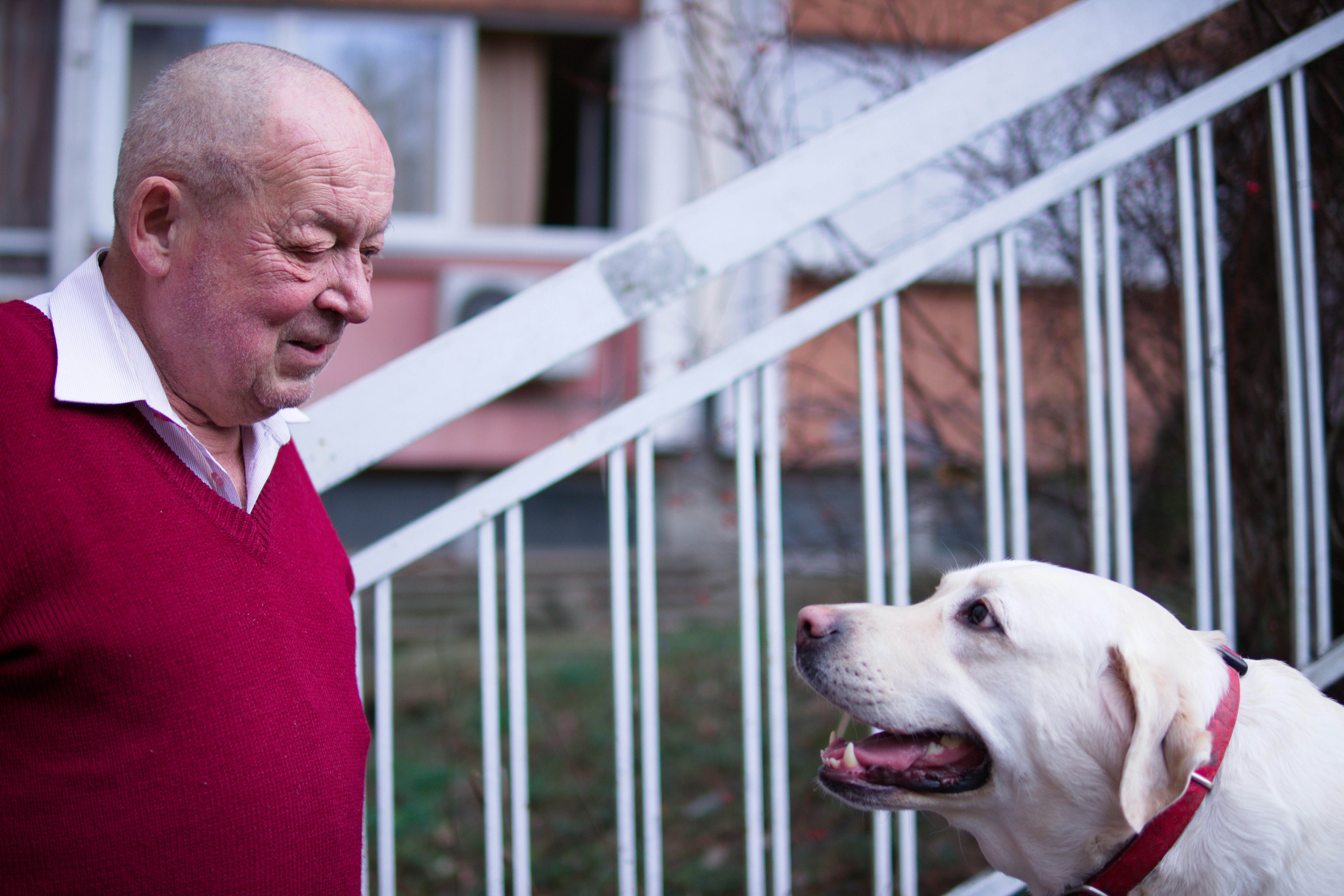 Pet therapy for seniors enhancing emotional well-being through dog companionship.